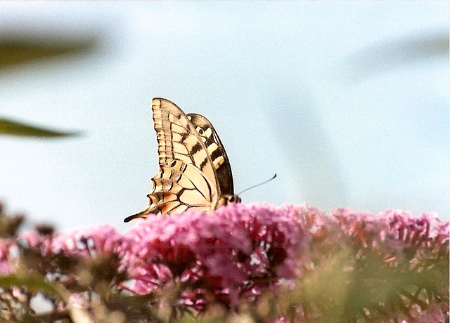 Machaon-Papilio machaon