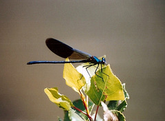 Agrion splendide