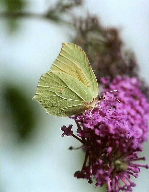 Citron-Gonepteryx rhamni