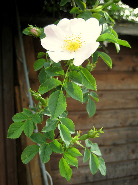 wilde Rose