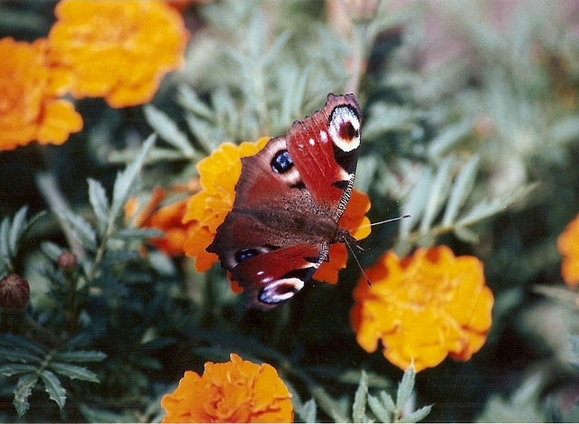 Paon de jour-Aglais io