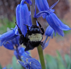 214 Bumble Bee on a Bluebell