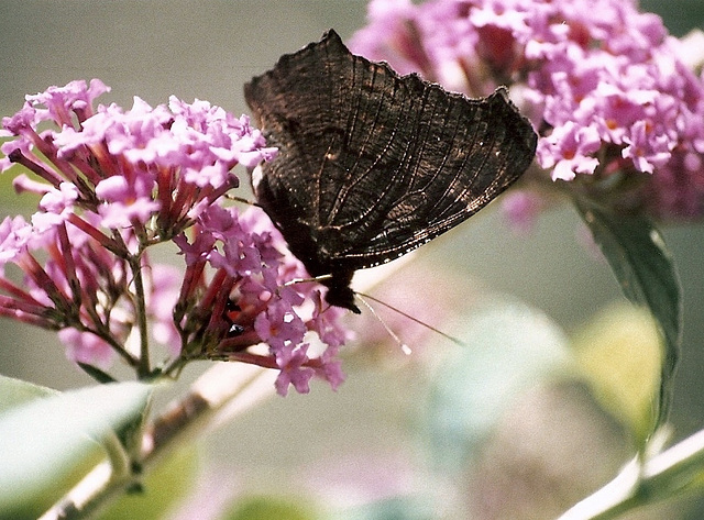 Paon de jour-Aglais io