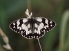 Demi-deuil-Melanargia galathea