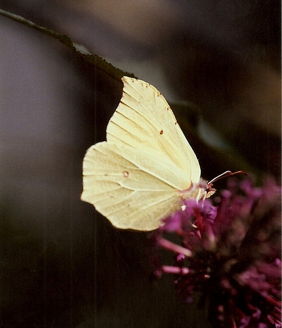 Citron jaune-Gonepteryx rhamni