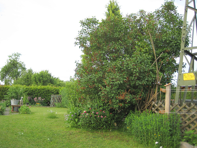 Der Fliederbusch (Syringa Vulgaris)