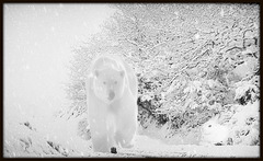 à Epinay les ours sont arrivés