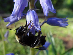 215 Bumble Bee on a Bluebell