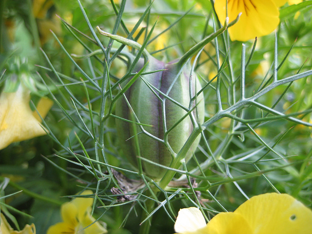 Samenkapsel der "Jungfer im Grünen" (Nigella damascena)