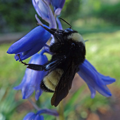 216 Bumble Bee on a Bluebell