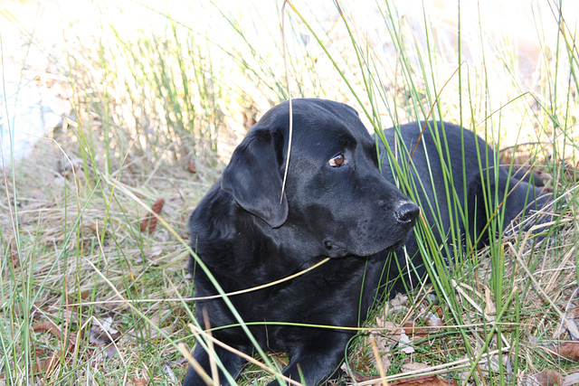 la chienne de mon fils