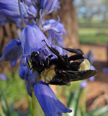 Bumble Bee on a Bluebell