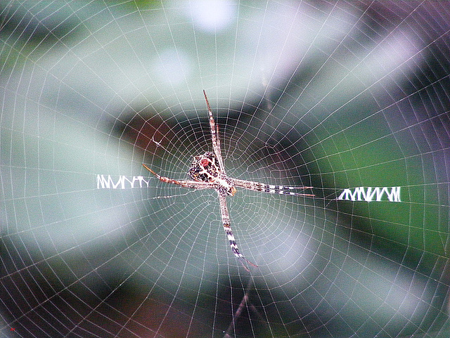 Web