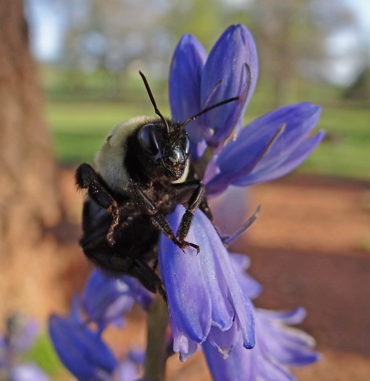 Bumble Bee on a Bluebell