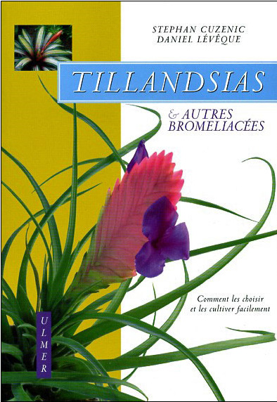 tillandsias et autres broméliacées