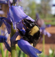 219 Bumble Bee on a Bluebell