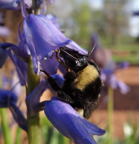 219 Bumble Bee on a Bluebell