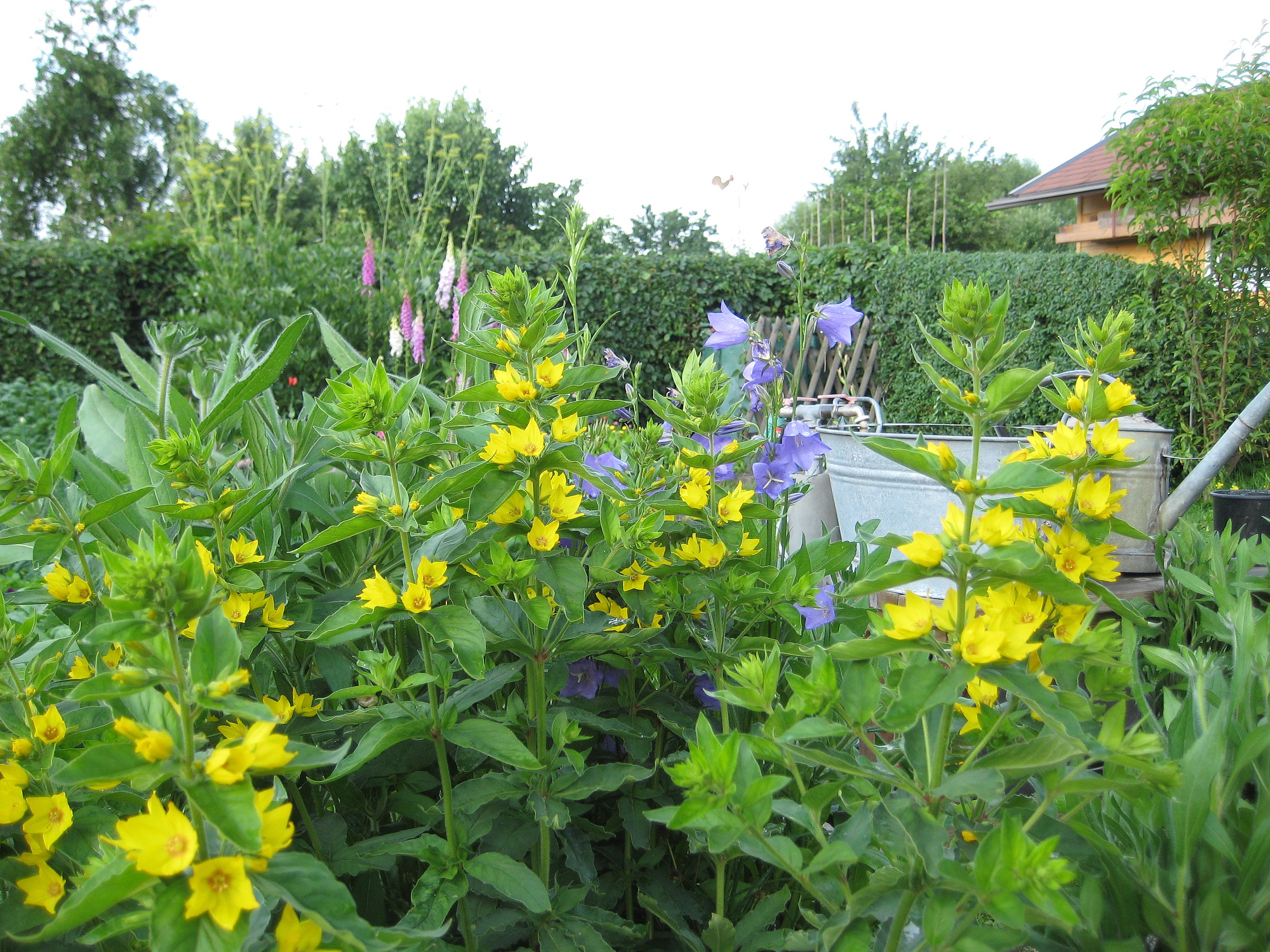 Gilbweiderich und Glockenblumen