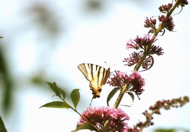 Flambé-Contrejour-Iphiclides podalirius