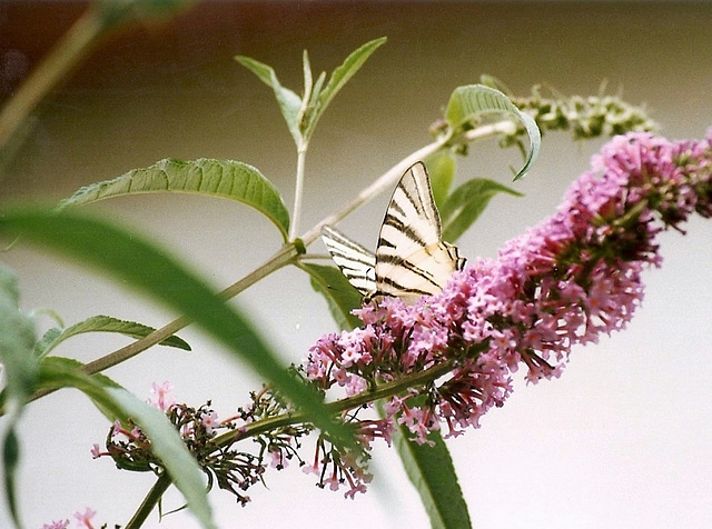 Flambé-Iphiclides podalirius