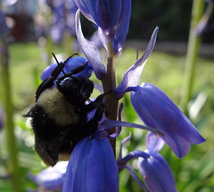 220 Bumble Bee on a Bluebell