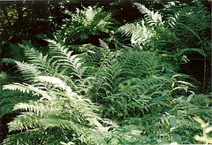 Athyrium - Fougère femelle