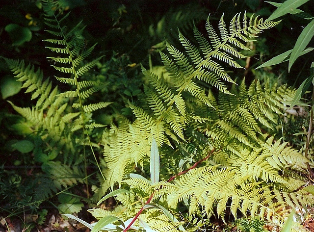 Athyrium filix-femina