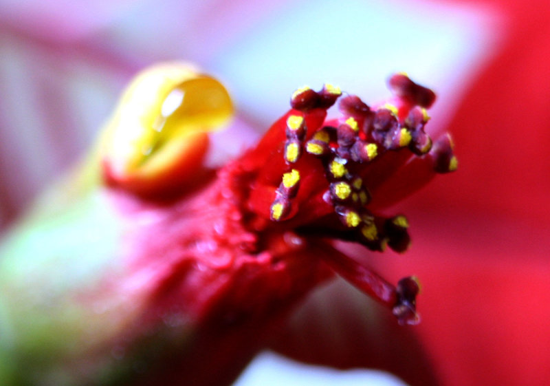 Poinsettia flower