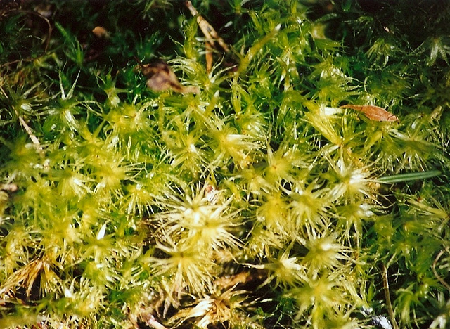 Dicranum scoparium (2)