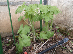 delphinium P3290352