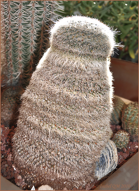 Mammillaria chionocephala