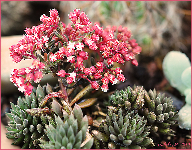 Sinnocrassula yunnanensis