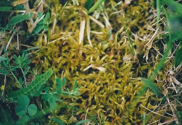 Pleurozium schreberi