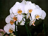 Phalaenopsis Fifi Katja