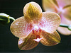 Phalaenopsis Coral sea