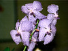 Vanda (2)