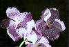 Vanda (4)