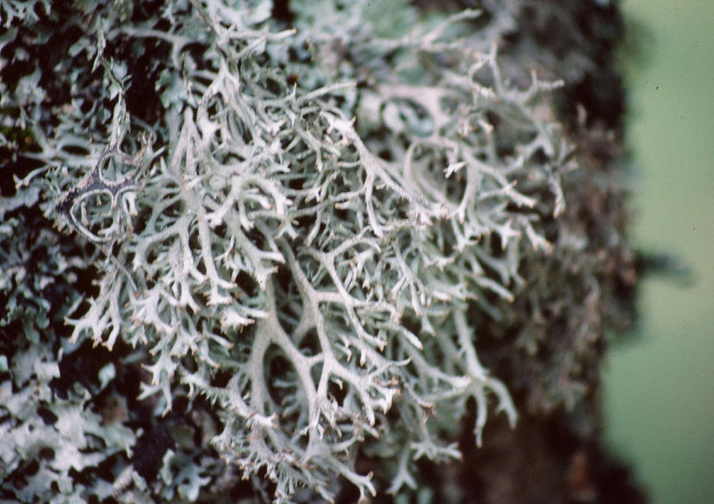 Evernia