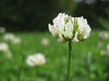 Weisser Wiesenklee - (Trifolium repens)