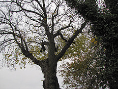 Alter Baum