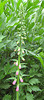 Fingerhut (Digitalis purpurea)