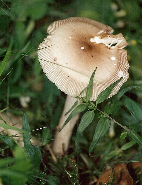 Amanite vaginée-coucoumelle