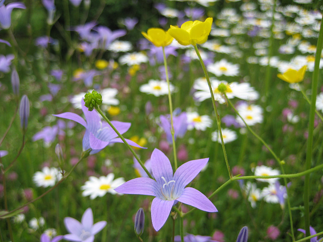 Wiesenglockeblumen (Campanula patula)