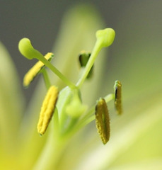 Passiflora citrina