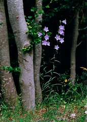 Campanule persicifolia