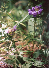 Brunella grandiflora