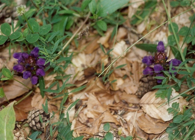 Brunella grandiflora 2