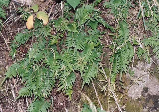 Polypodium vulgare