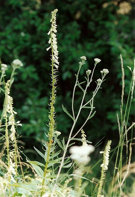 petite digitale jaune-Digitalis lutea