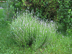 Der Lavendelbusch  (Lavandula angustifolia)